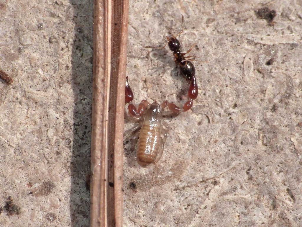 Chthoniidae (Pseudoscorpiones) con preda - Provincia di Parma